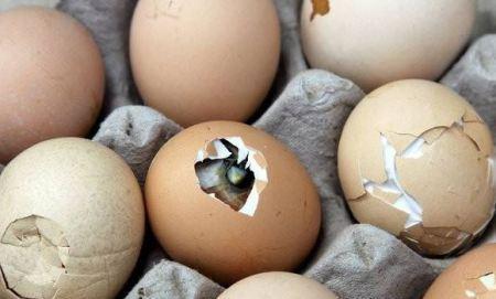 坏鸡蛋怎么辨别（鸡蛋是否坏掉了的判断步骤及详细说明）
