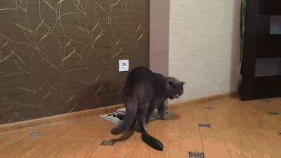 猫为什么害怕黄瓜（猫为什么害怕黄瓜的味道）
