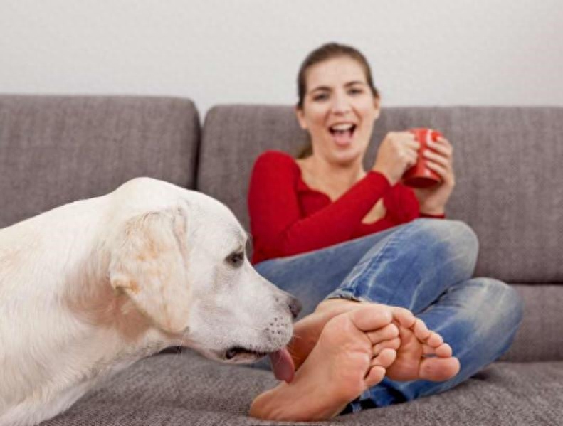 狗为什么喜欢舔主人的手脚（狗狗舔主人手脚意味着什么）