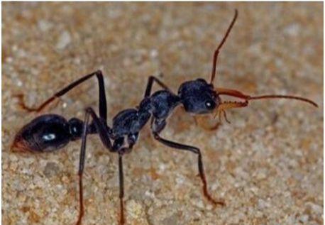 世界上最毒的蚂蚁（牛头犬蚁的毒液能在几分钟内致人死亡）