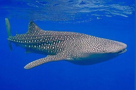 世界上最长的鱼（世界上最长的鲸鱼是多少米）