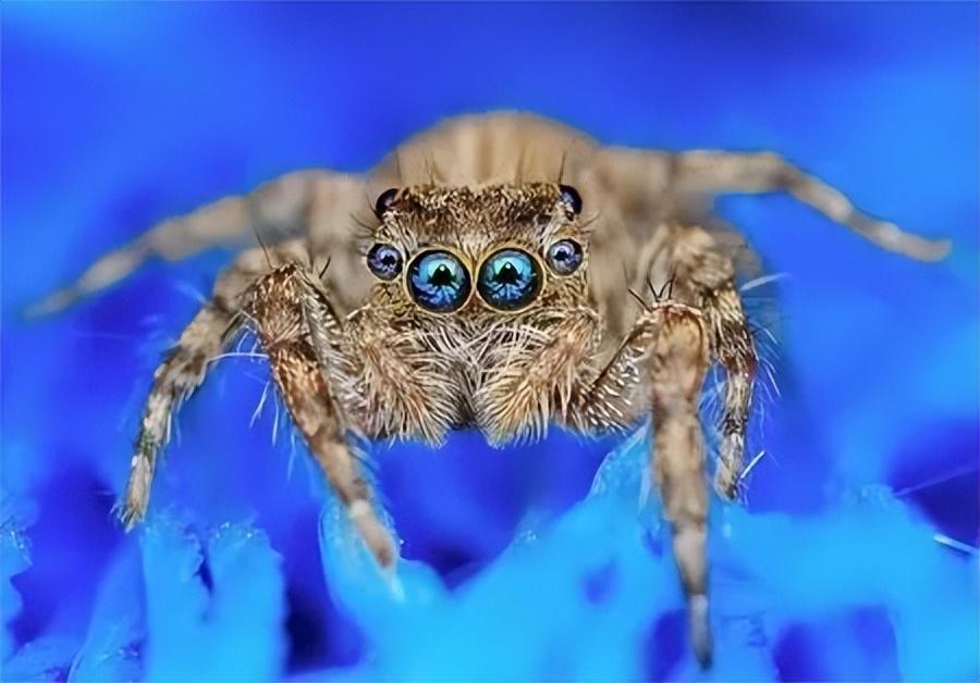 蜘蛛有几个眼睛（揭秘蜘蛛眼睛的神秘奥秘）