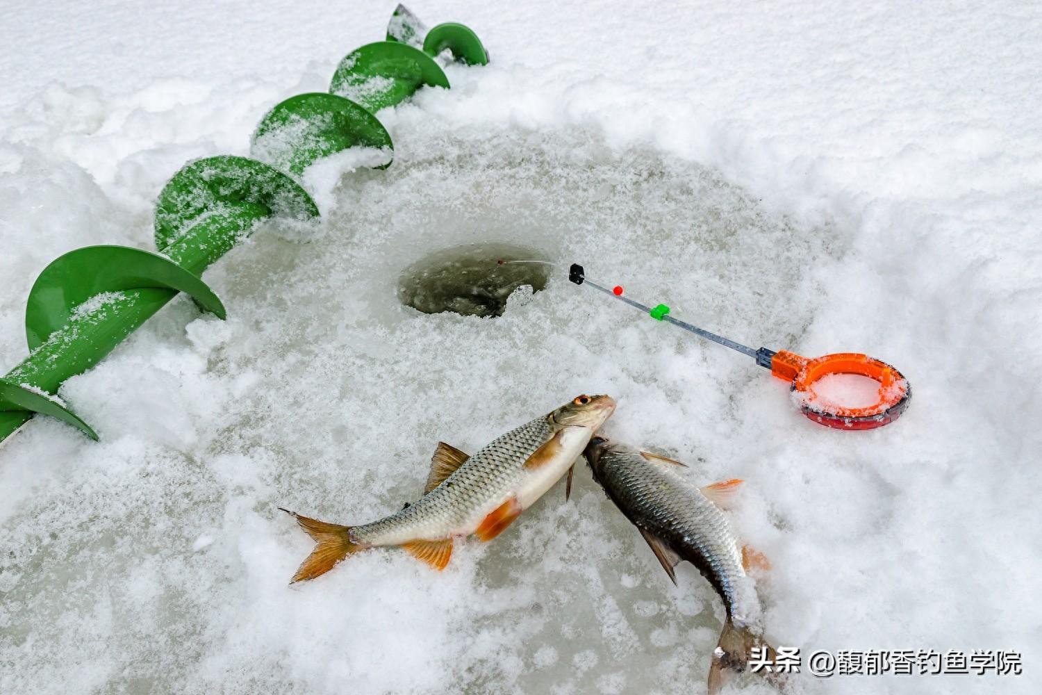 冬天可以钓鱼吗（冬季钓鱼的5个铁律，野钓和黑坑都适用）