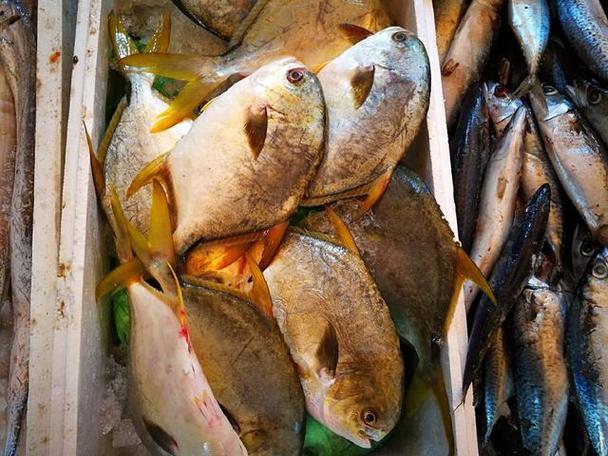 金鲳鱼多少钱一斤市场价2024(金鲳鱼多少钱一斤)