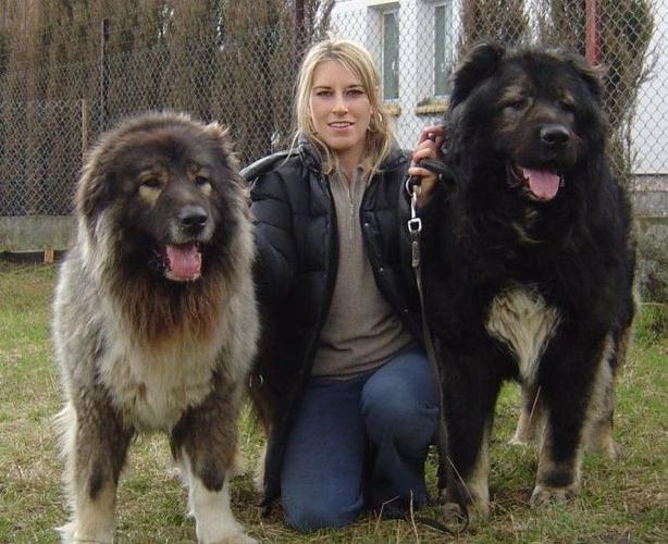 俄罗斯十大名犬（俄罗斯本土的宠物狗排行榜）
